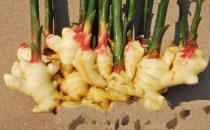 吃姜有什么好处？姜可做调料