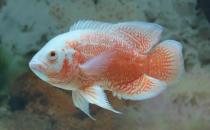 如何挑选好的地图鱼 有什么方法技巧？