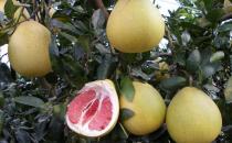 吃柚子会上火吗？吃柚子需要注意什么？