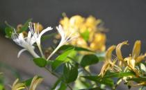 喝金银花露有什么功效？喝金银花露的禁忌