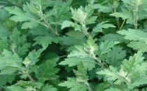 艾叶除了好吃还能祛黑眼圈，你知道吗？