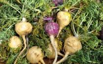 丑陋的玛卡 却能成为餐桌上的美味