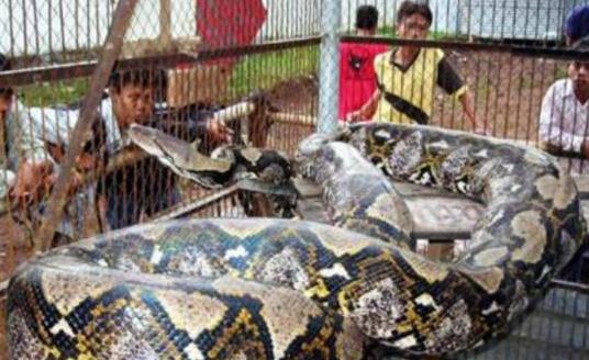 曝光：人类捕获的庞然巨兽“水底恐龙”