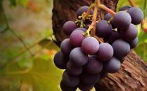 准妈妈吃葡萄到底是好还是坏？