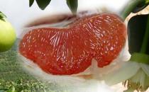 红心柚子有什么独特功效？怎么挑选柚子？