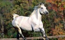 最纯正的汗血宝马，价值上千万美元