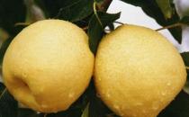 秋冬季化痰止咳的12种食物