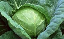 为什么会得健忘症？增强记忆力的食物有哪些？