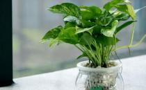 白领电脑族该如何抵抗电脑辐射