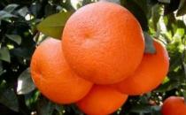 吃哪些食物有助于前列腺癌预防