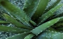 体验七个坊间盛传的控油秘方