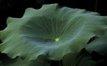 干荷叶泡水喝能减肥 ？