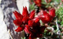 红景天的功效与作用-红景天的食用方法