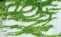 爬山虎怎么养？爬山虎对家居环境的作用