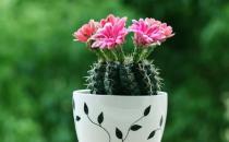 哪些植物可以抗电脑辐射