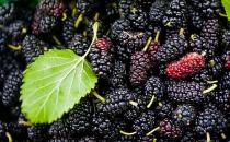 男性补肾壮阳中药配方