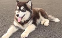 阿拉斯加雪橇犬怎么训练？