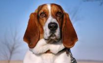 巴吉度犬如何喂养？巴吉度犬是什么？