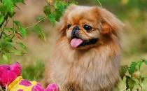 北京犬怎么喂养？京巴犬多少钱一只？