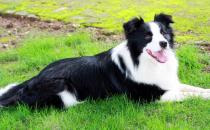 边境牧羊犬怎样训练？边境牧羊犬多少钱？