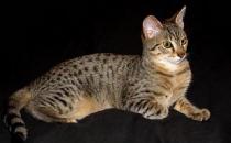 埃及猫怎么养？埃及猫的生活习性