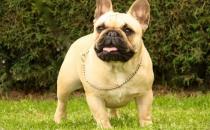 法国斗牛犬怎么养？法国斗牛犬怎么训练？