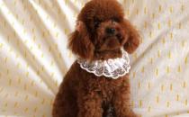 贵宾犬性格温和吗？贵宾犬怎么养？