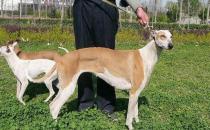 灵缇犬如何喂养？灵缇犬是什么狗？