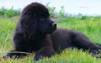 纽芬兰犬是什么狗？纽芬兰犬如何喂养？