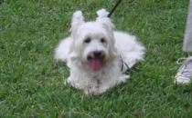 西高地白梗多少钱一条？西高地白梗怎么养？