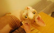 斯芬克斯猫怎么养？斯芬克斯猫的生活习性