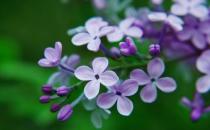 丁香花的介绍-丁香花对家居环境的影响