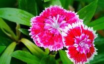 米兰花的介绍-米兰花对家居环境的影响