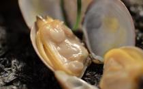 天下第一鲜蛤蜊 推荐几款蛤蜊的食疗附方