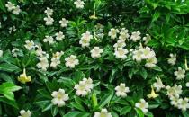非洲茉莉的养护技巧-非洲茉莉是怎样的？