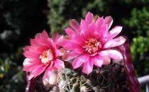 绯花玉怎么养殖？绯花玉的简介