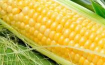 老年人降血糖喝什么食疗粥