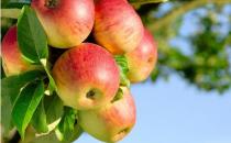 吃排毒最快的九种水果 为男人排毒