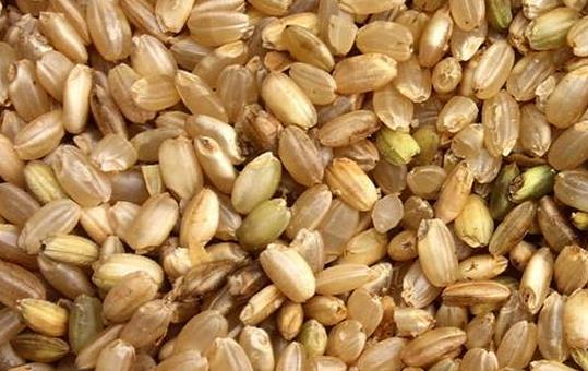 低卡主食减肥 营养又饱腹