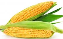 玉米减肥餐 让你瘦不停