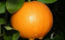 吃什么能快速降血压？降低血压的四种水果推荐