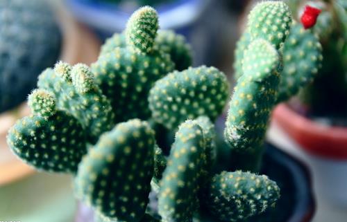 电脑一族必知 办公室适宜养哪些植物