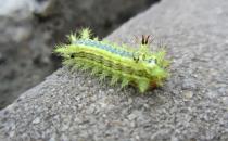 被毛毛虫蛰伤该如何急救