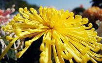 适合办公室的健康植物