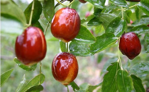 电脑族易伤眼 护眼先要保肝