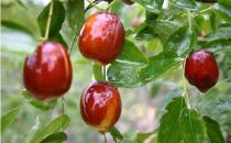 电脑族易伤眼 护眼先要保肝