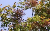 黄连木板材的优缺点-黄连木的清洁保养方法