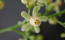 桃花心木的鉴别方法-桃花心木板材的优缺点