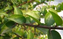 柞木的清洁保养方法-柞木的鉴别方法