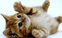 家中有萌宠：家里猫毛怎么处理？